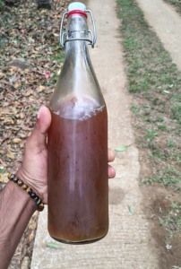 Kombucha